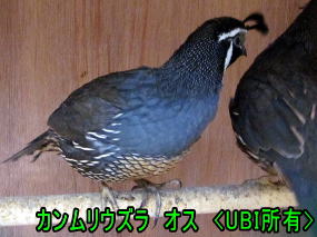 カンムリウズラ　オス