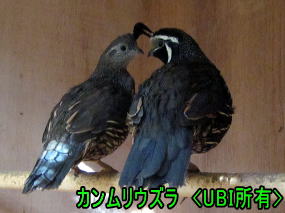 カンムリウズラ