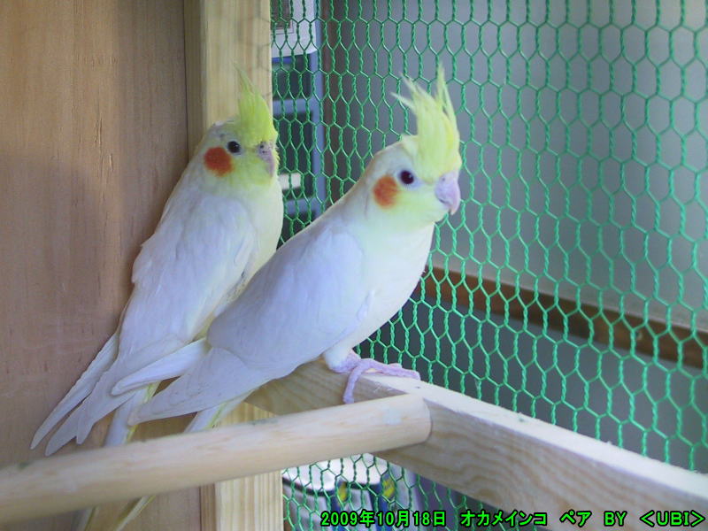 オカメインコ