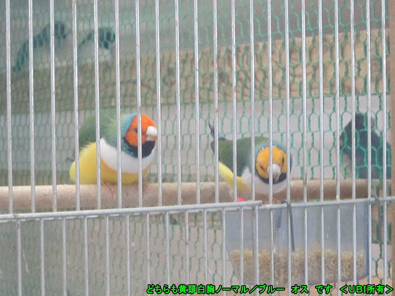 黄頭白胸ノーマル／ブルーの色違いの2羽