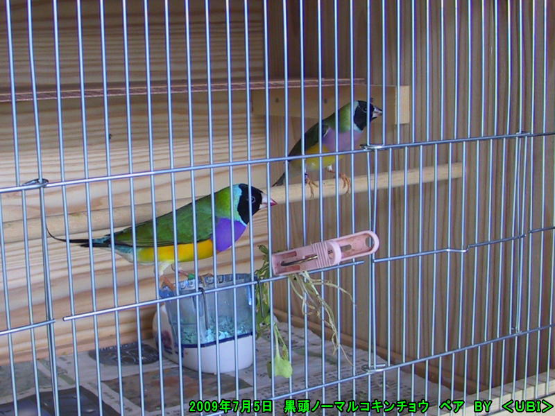 黒頭ノーマルコキンチョウ