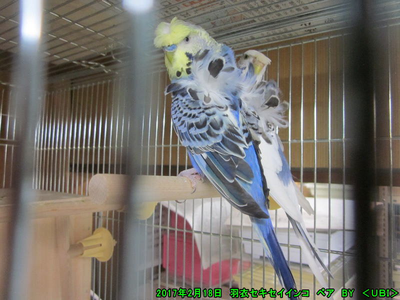 羽衣セキセイインコ
