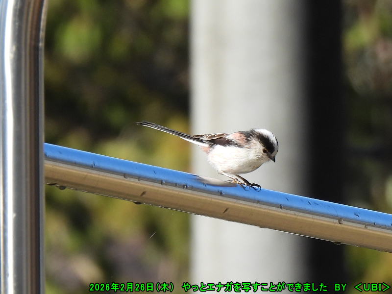 庭先に来たエナガ2026年2月26日