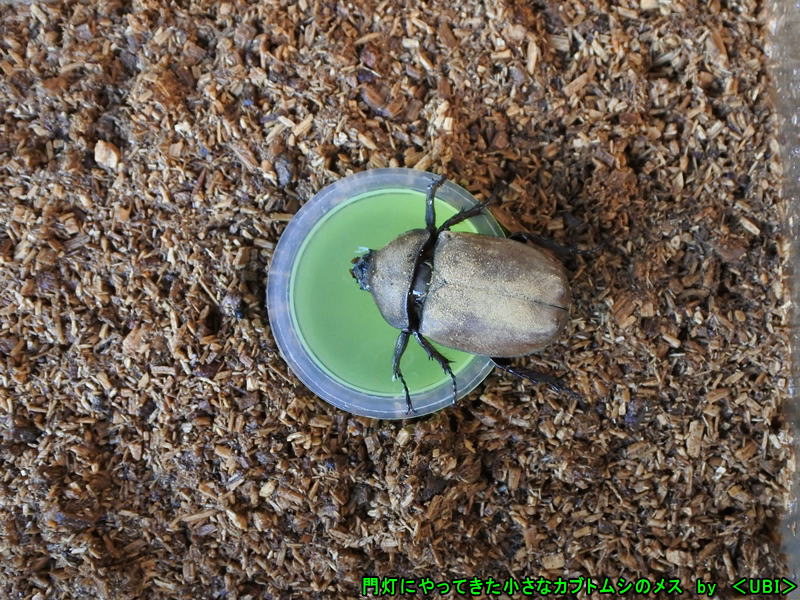 小さなカブトムシのメス
