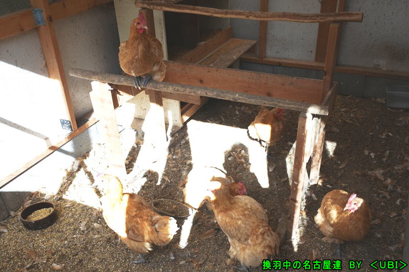 換羽中の名古屋達