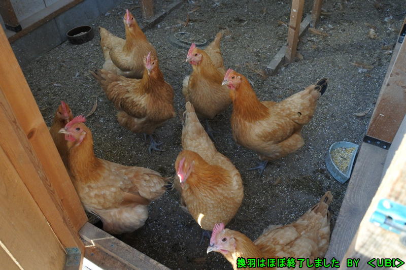 換羽が終了した名古屋達