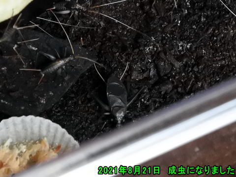 スズムシ