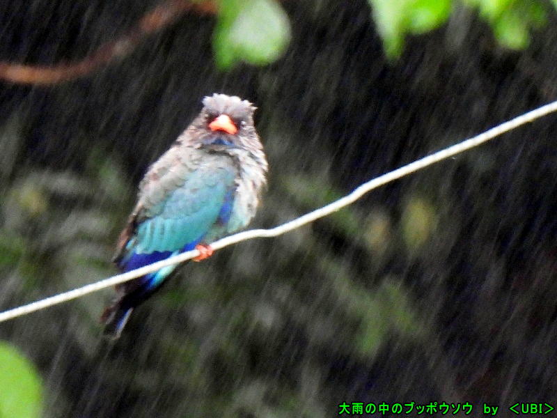 大雨の中のブッポウソウ