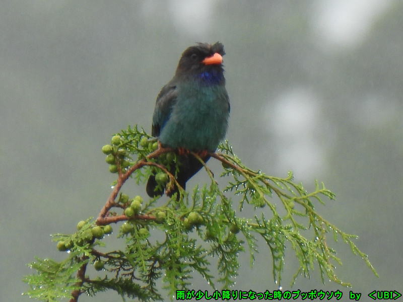 雨が少し小降りになった時のブッポウソウ