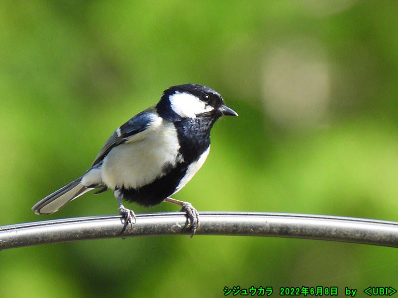 シジュウカラ