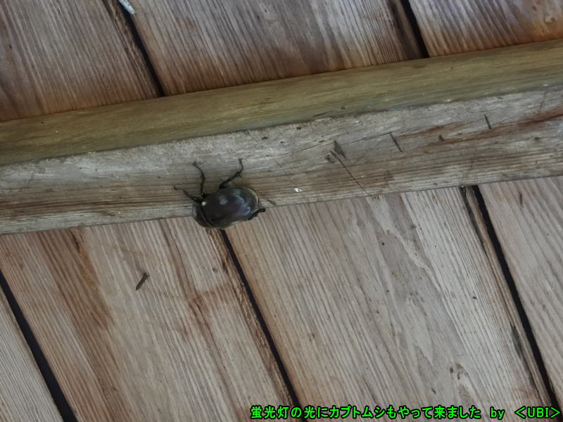 蛍光灯の光に飛んできたカブトムシ