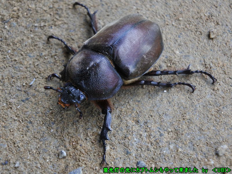 2022年6月下旬 カブトムシ 飛来