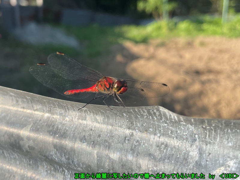 2023年10月12日　赤トンボ