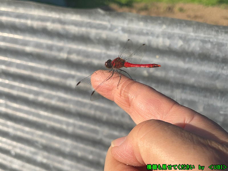 2023年10月12日　赤トンボ