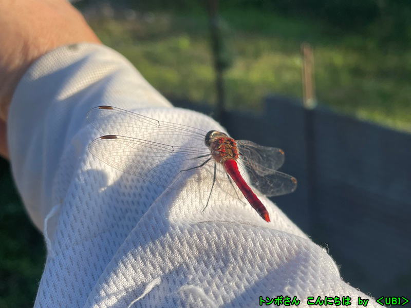2023年10月12日　赤トンボ