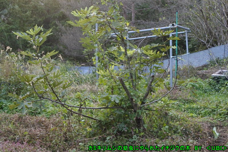 カミキリムシの幼虫にやられたイチジクの木