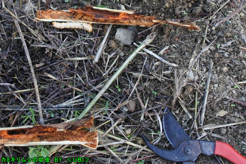 カミキリムシの幼虫
