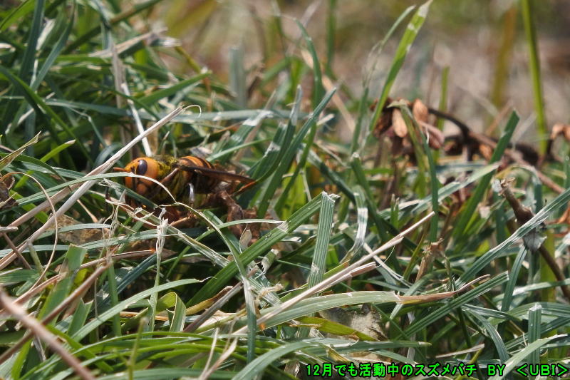 12月でも活動中