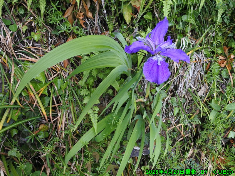 2026年4月20日　菖蒲