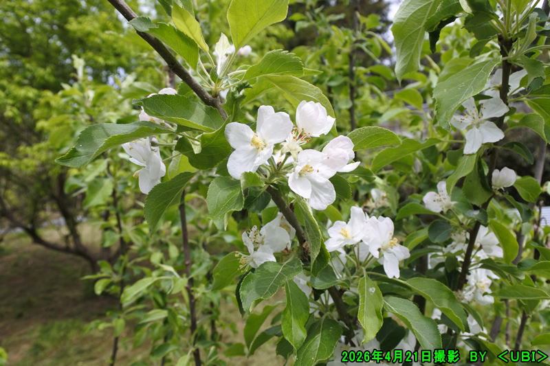 アルプス乙女の花