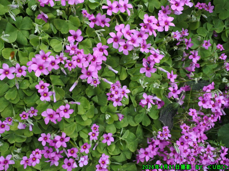 32026年4月21日撮影