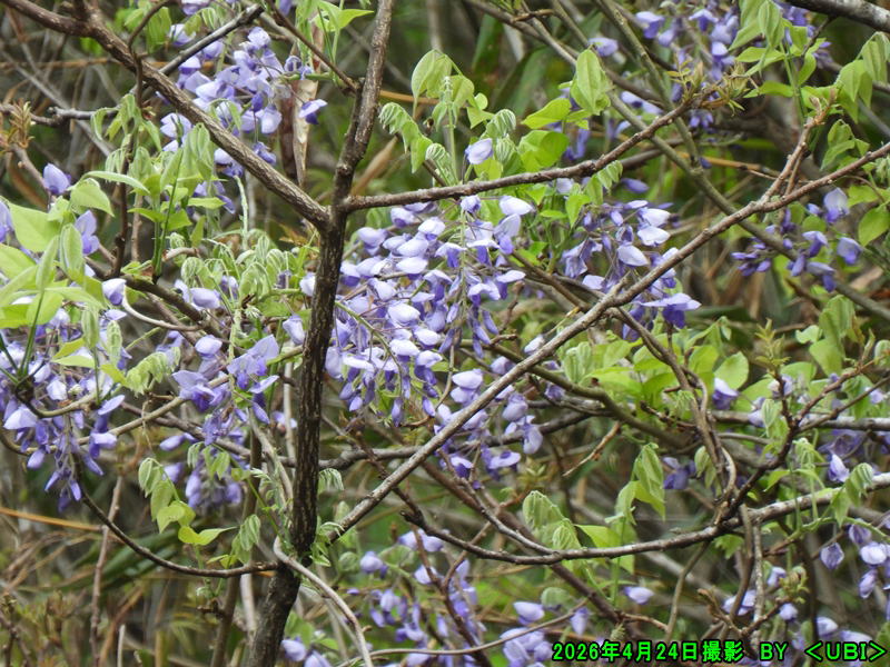 2026年4月24日撮影