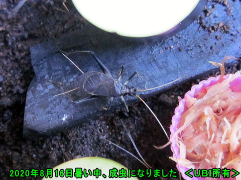2020年8月16日 成虫になったスズムシ