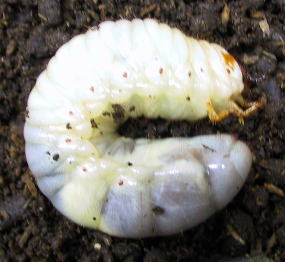 カブトムシの幼虫