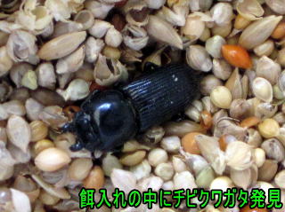 チビクワガタ