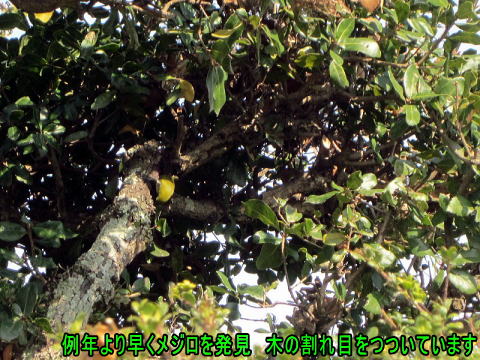2017年12月 メジロ