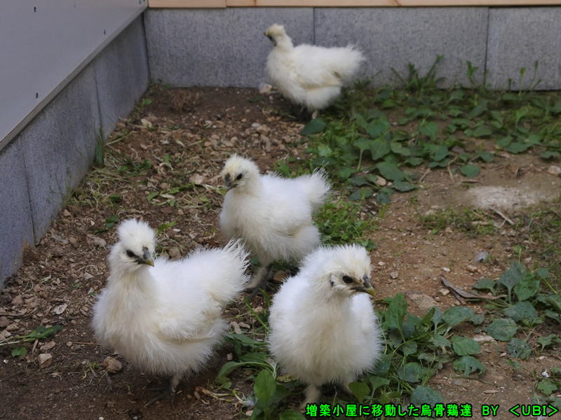 新居に移動した烏骨鶏達