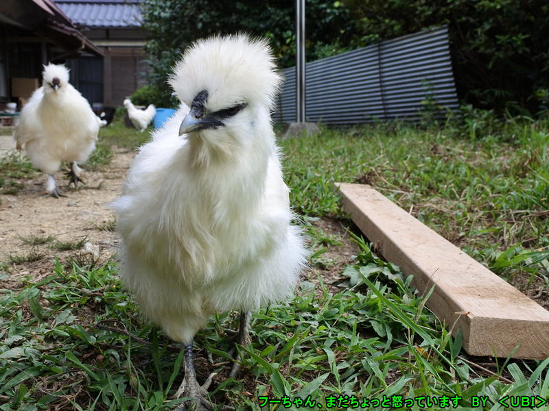 烏骨鶏のフーちゃん