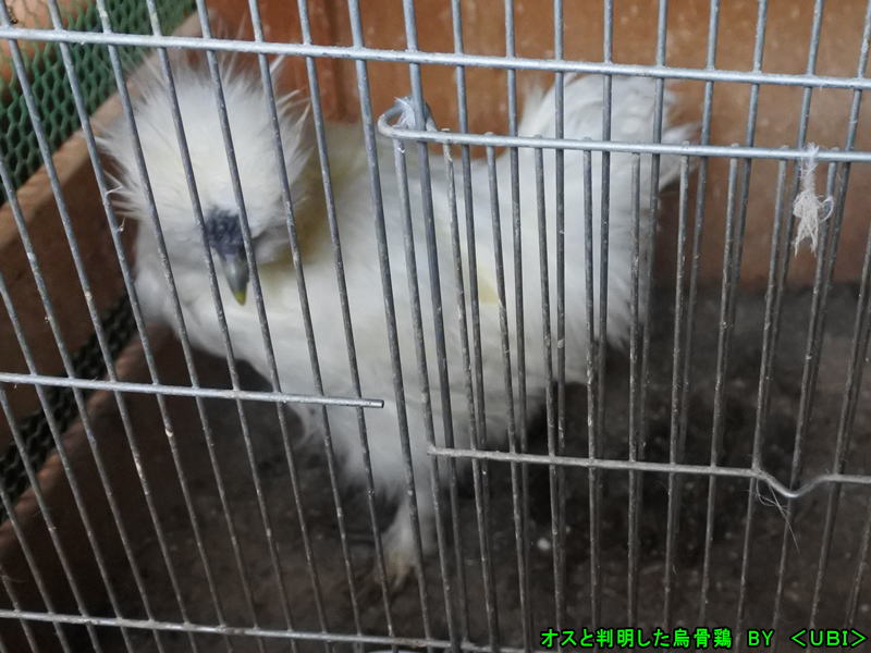 烏骨鶏オス。生後4か月半。